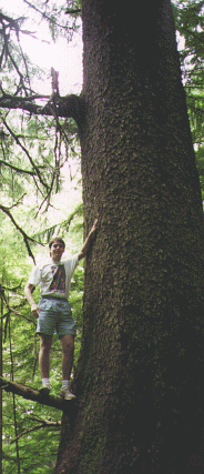 A giant tree